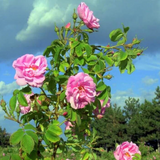 Rose ELIXIR Latte Mix