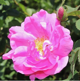Rose Nectar Syrup SWEETENER (10 Fl oz, 296 ml)